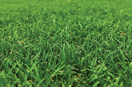 Kikuyu Turf Kikuyu Turf