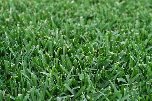 Couch Turf Couch Turf